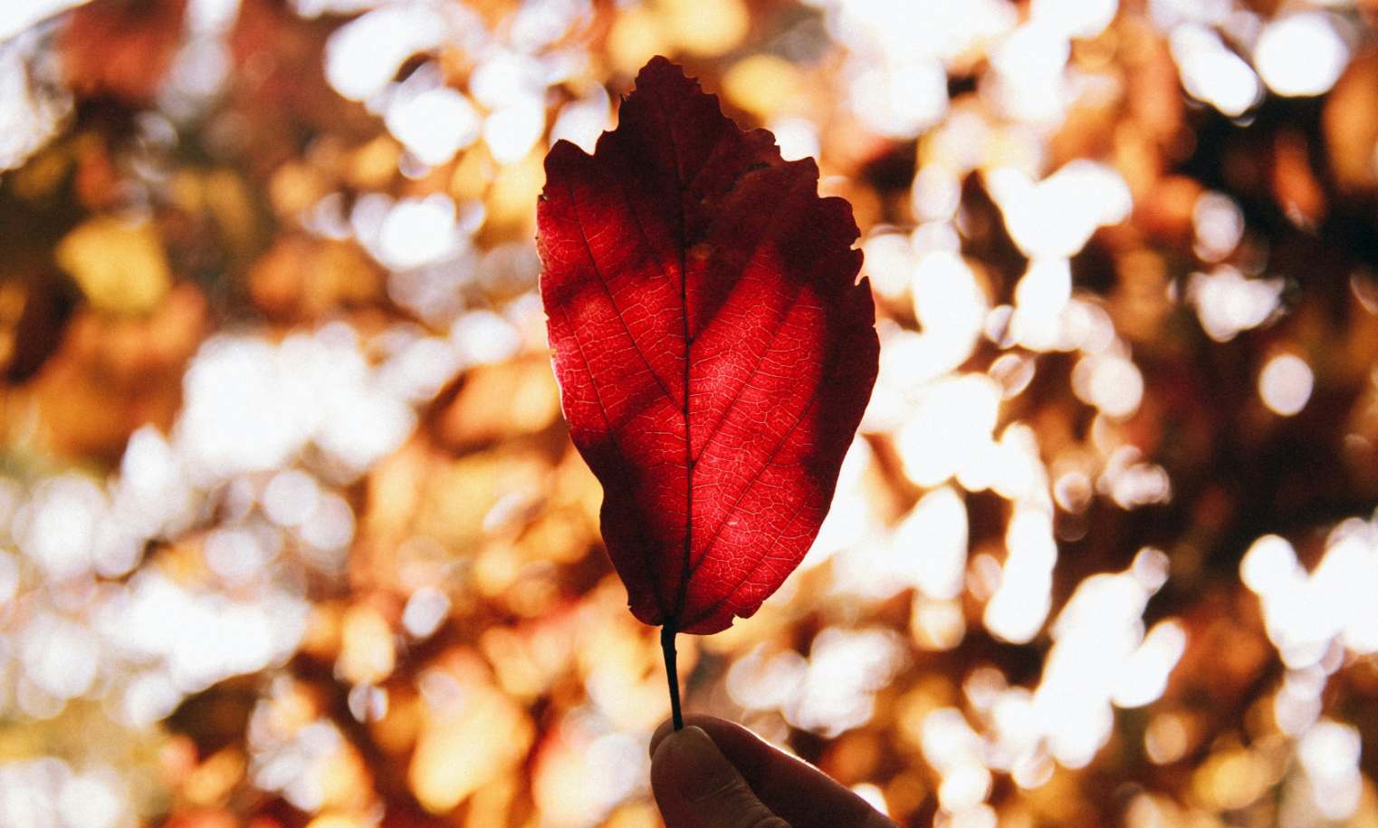 En este momento estás viendo Retiro Intensivo de Mindfulness y Bienestar en Otoño | Sierra de Aracena (17–19 octubre 2025)