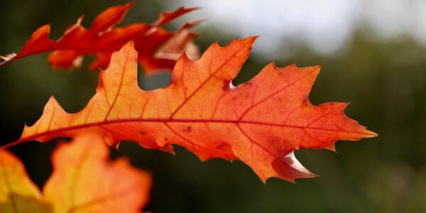La belleza del otoño: aprender a soltar