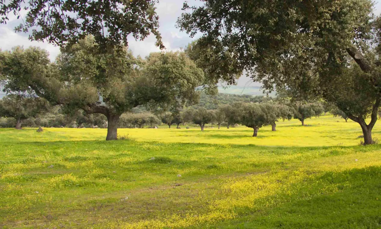 Primavera en la Sierra de Aracena