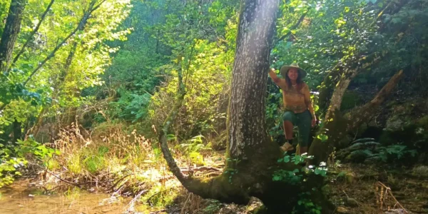 Naturaleza y mente: cómo los bosques equilibran tu energía