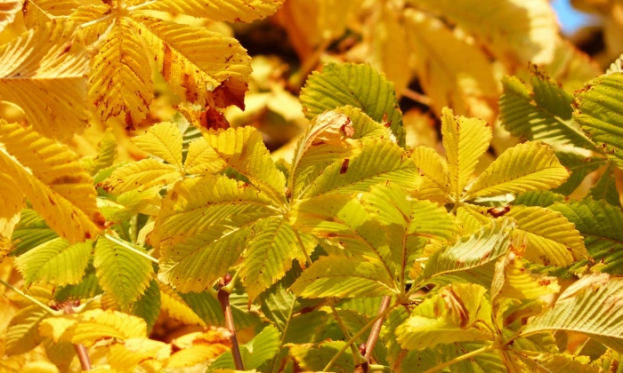 Hojas de castaños en otoño en la Sierra de Aracena, escenario del Retiro de Otoño con Constelaciones Familiares en la Hospedería de la Corte.