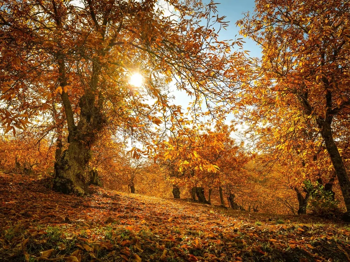 Castañar de la Sierra de Aracena en otoño
